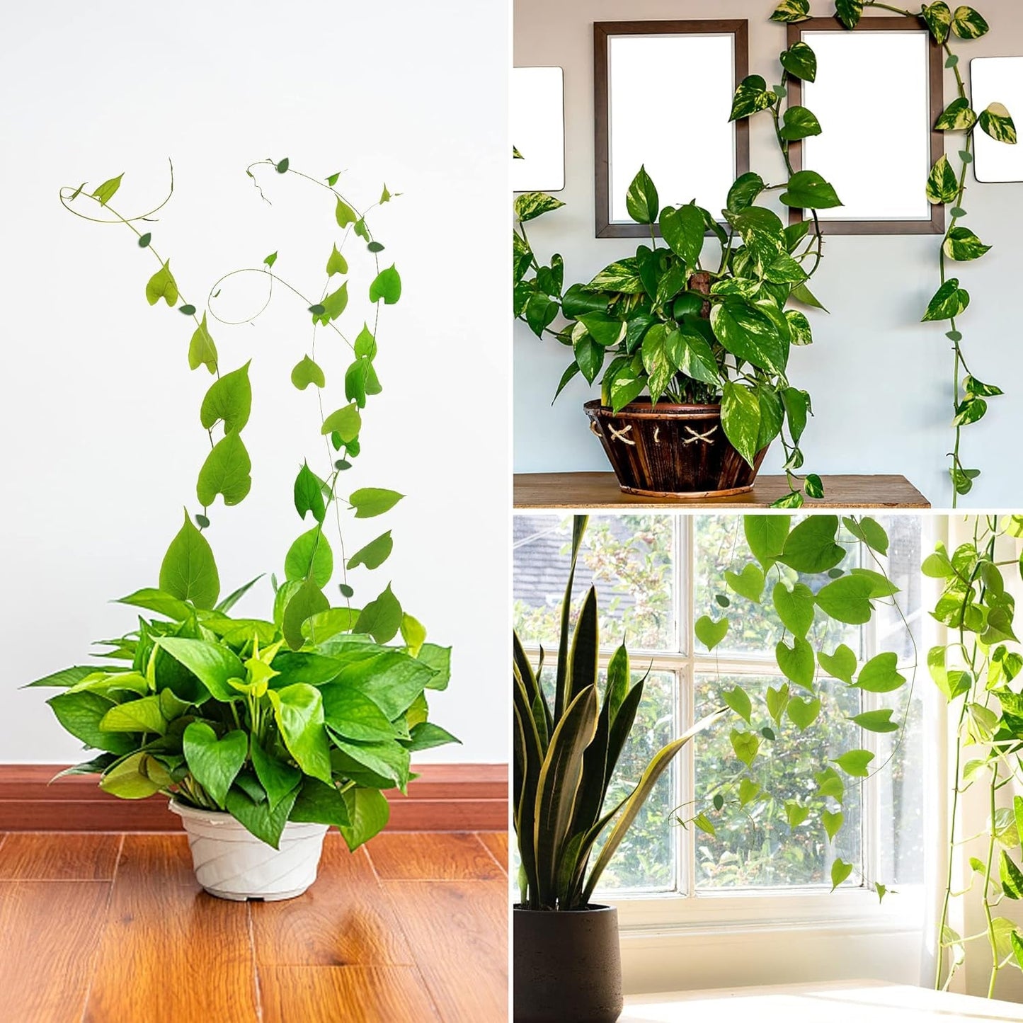 Plant Climbing Wall Fixture Clip Self-Adhesive Hook Vines Traction Invisible Stand Green Plant Clip Garden Wall Clip Plant Support Binding Clip Plants for Indoor Outdoor Decoration (30 Pcs Set) - Discount Karo